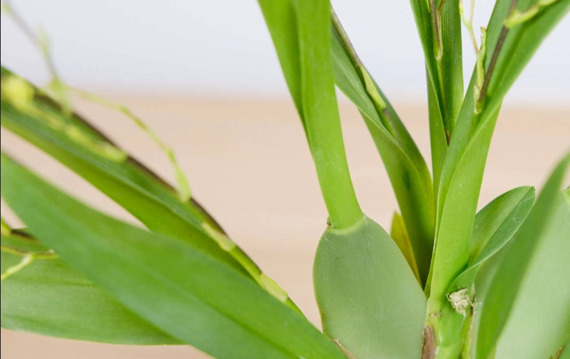 蘭花葉子皺皺原因 蘭花葉子皺皺原因