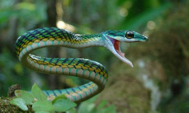 夢到跟蛇睡覺 解夢