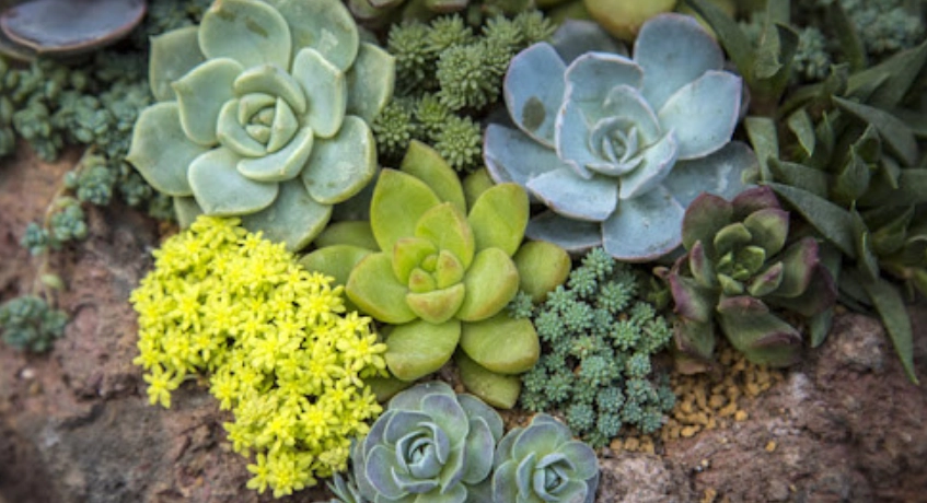 多肉葉片軟化原因 多肉葉片軟化原因