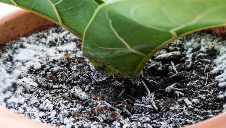 土壤發霉處理 土壤發霉處理