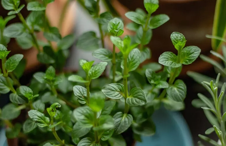 薄荷如何剪枝 薄荷如何剪枝