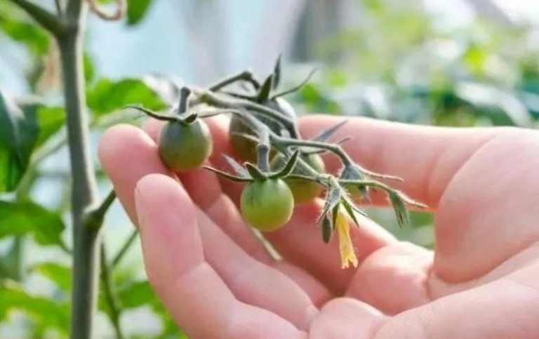 番茄授粉最佳時間