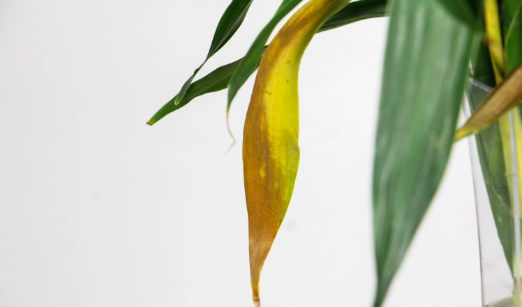 富貴竹葉子變黃 富貴竹葉子變黃