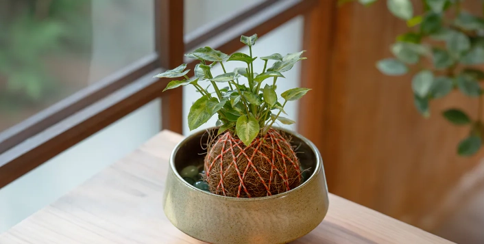 植物澆水方法 植物澆水方法