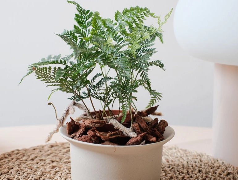 兔腳蕨照顧 兔腳蕨照顧