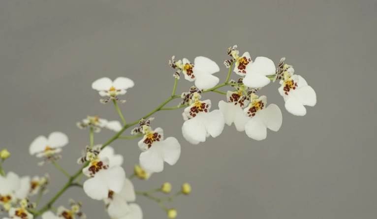 文心蘭花期管理