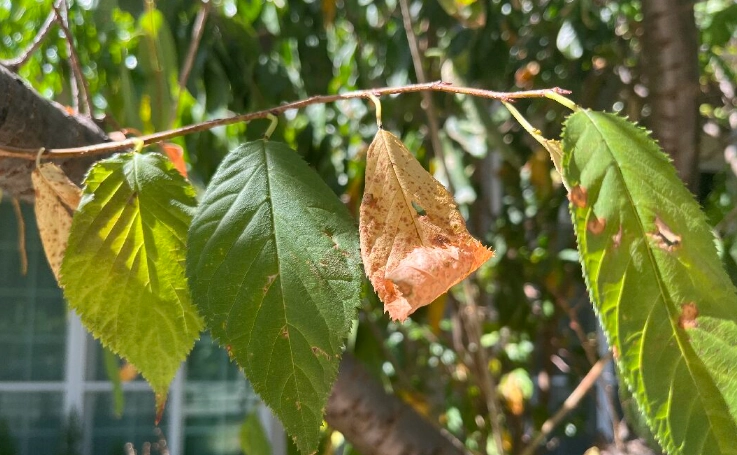 櫻花葉子下垂原因