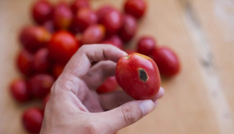 番茄保存方法 番茄保存方法