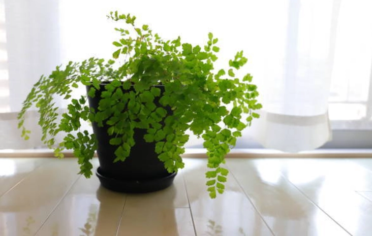 低光照室內植物