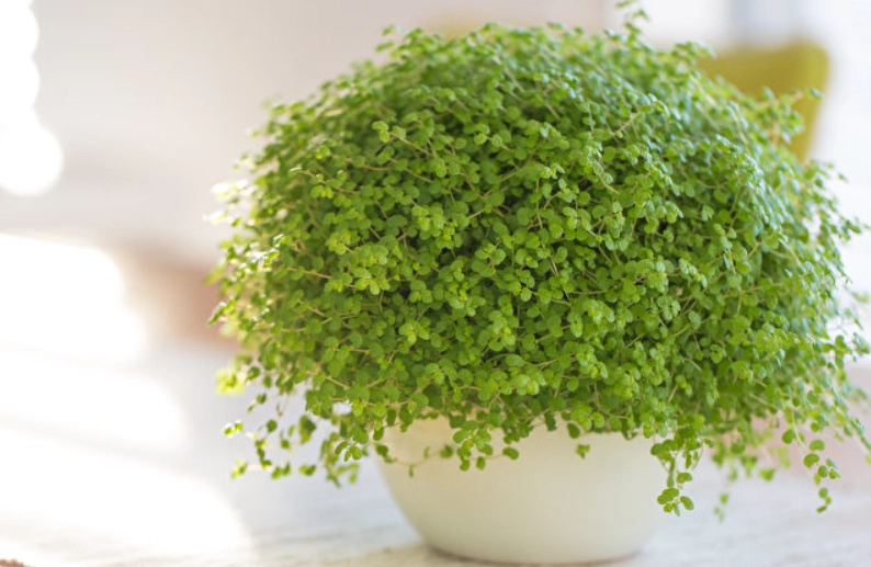 室內植物推薦 室內植物推薦