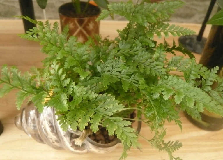 室內蕨類植物 室內蕨類植物