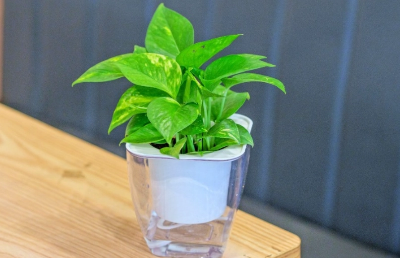 室內植物養護 室內植物養護