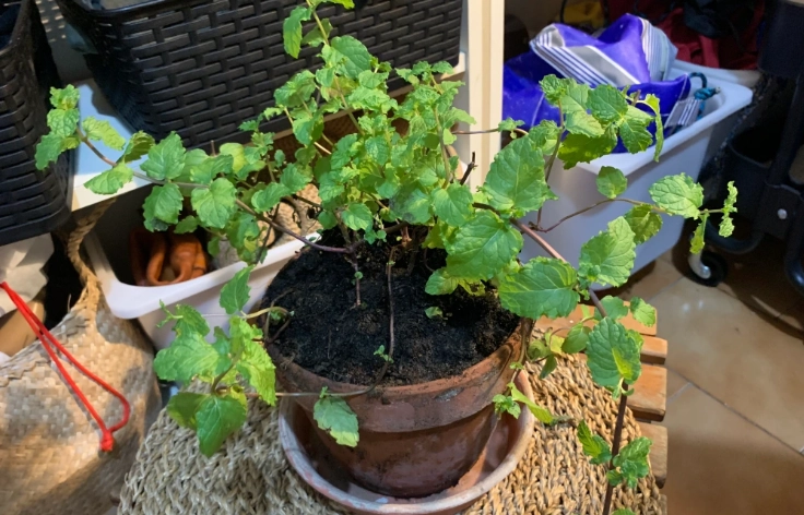 薄荷修剪 薄荷修剪