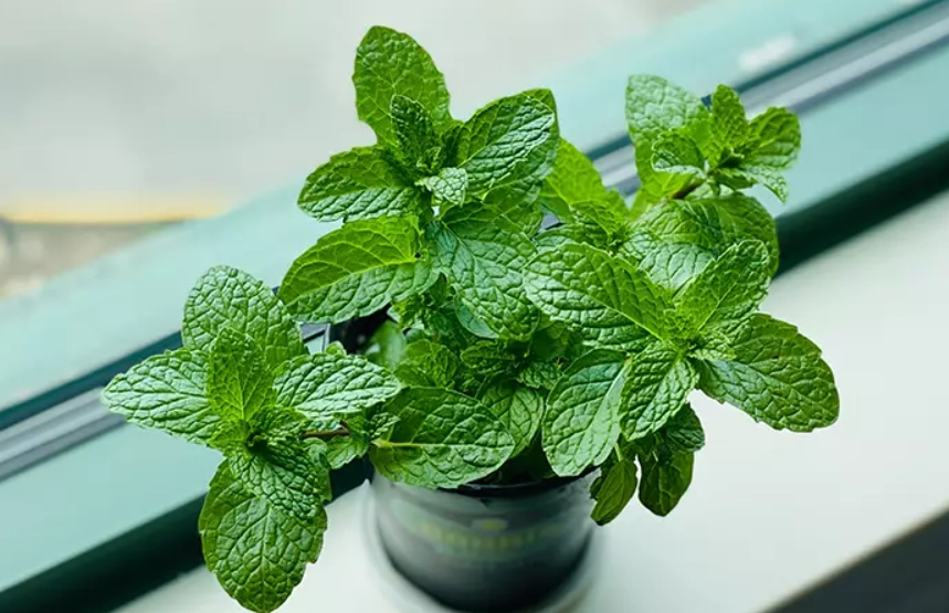 薄荷照顧方法 薄荷照顧方法