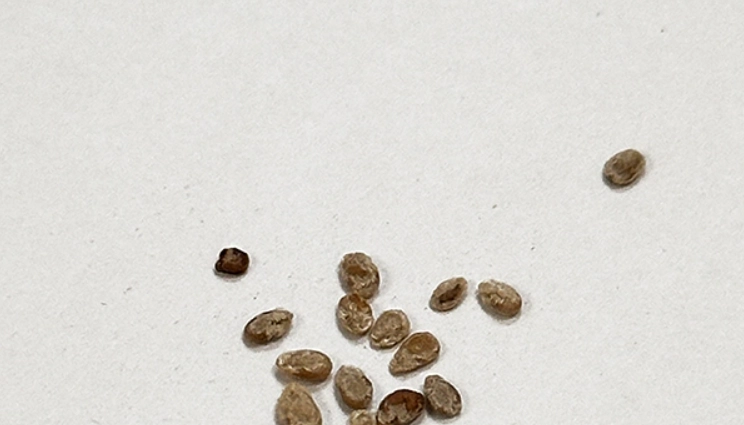 自家種番茄 自家種番茄