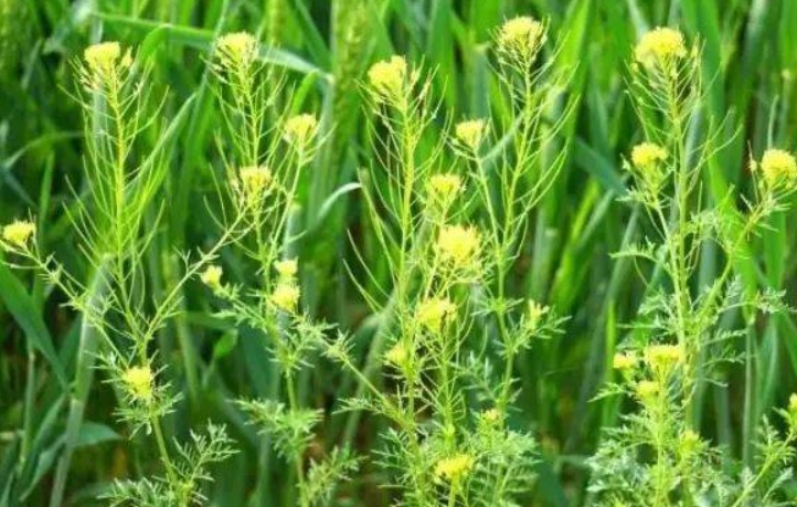 闊葉雜草防治 闊葉雜草防治