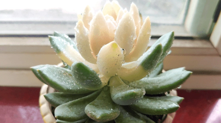 多肉葉片軟化原因 多肉葉片軟化原因