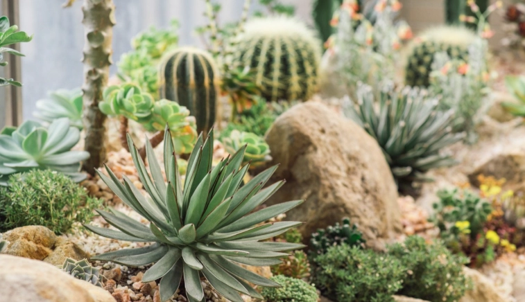 室內植物養護 室內植物養護