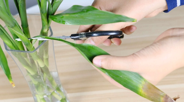 水培植物黄叶 水培植物黄叶