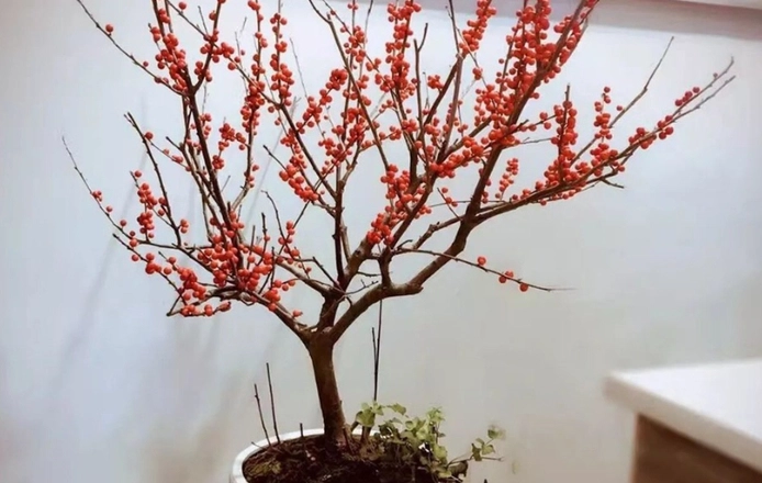 銀柳養護方法 銀柳養護方法