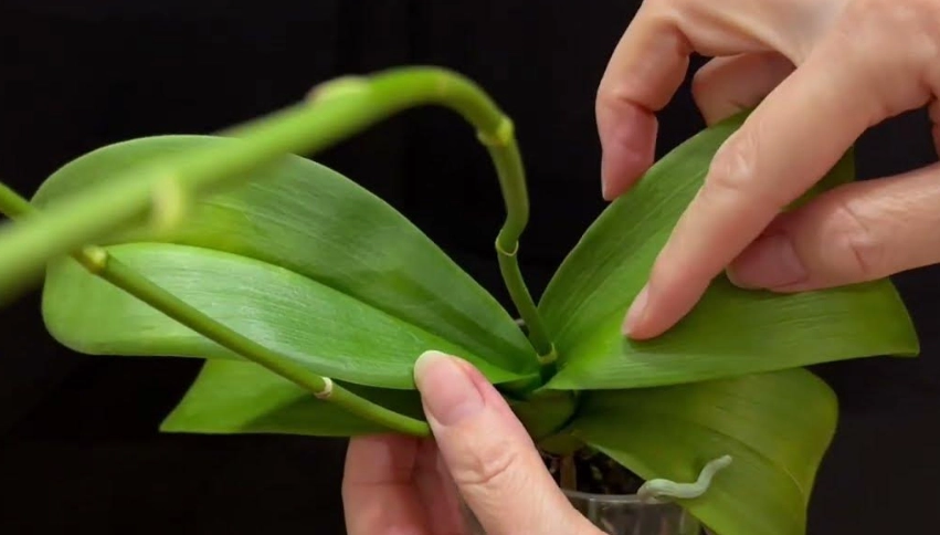 蘭花花梗折斷原因