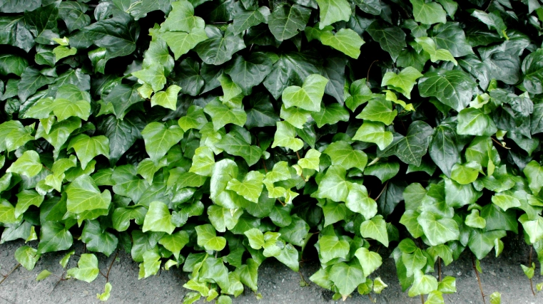 長春藤種植方法