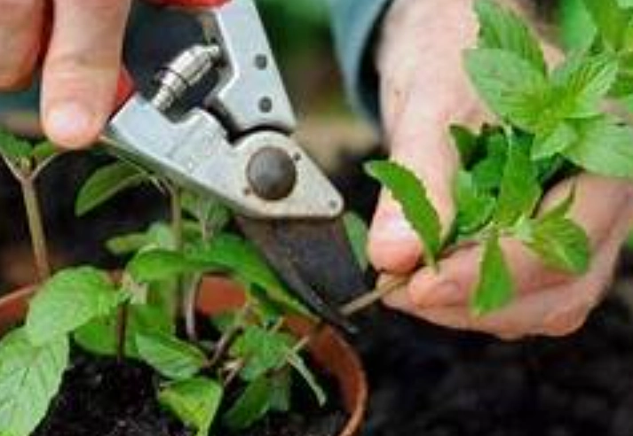 薄荷如何剪枝 薄荷如何剪枝