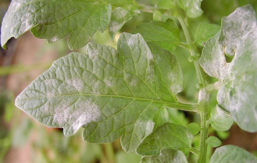 白粉病治療 白粉病治療