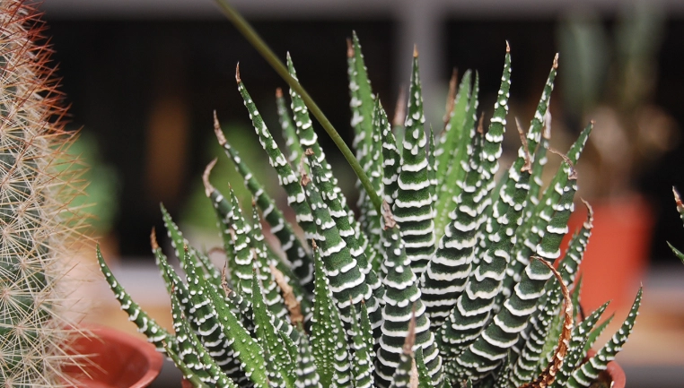 易養盆栽植物 易養盆栽植物