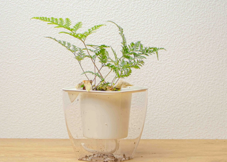 水培兔腳蕨方法 水培兔腳蕨方法