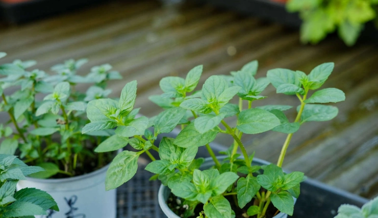 薄荷種植技巧 薄荷種植技巧