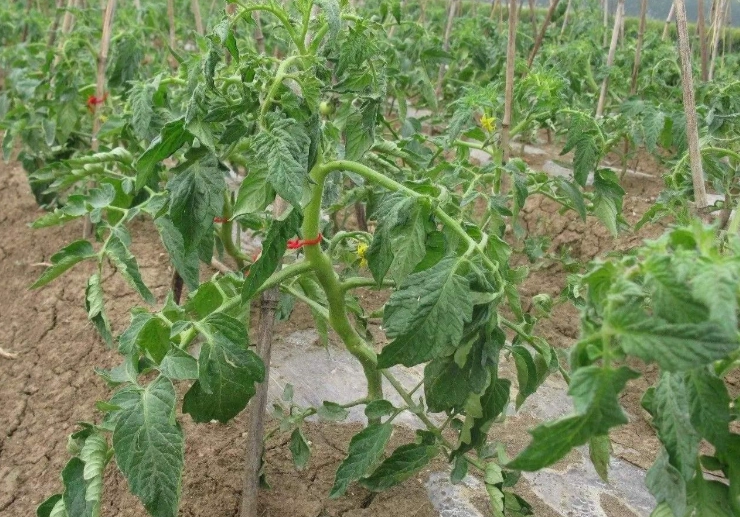 番茄施肥時機 番茄施肥時機
