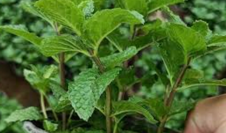 薄荷如何剪枝 薄荷如何剪枝