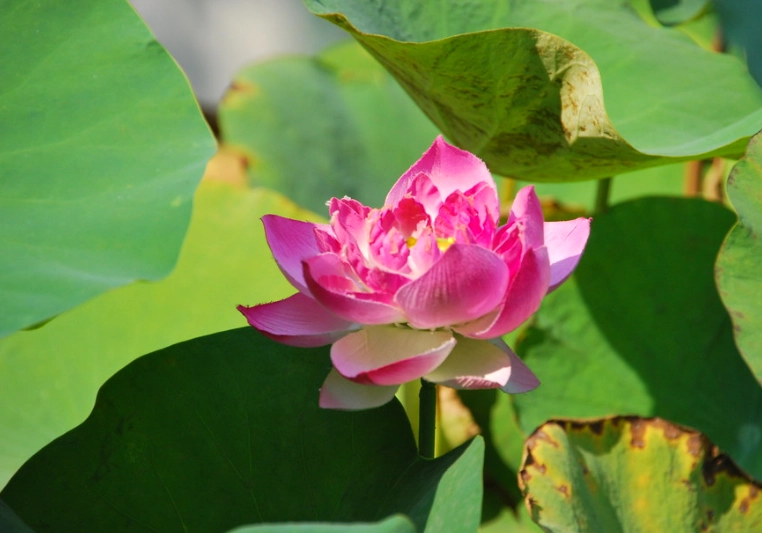 越南蓮花種植 越南蓮花種植