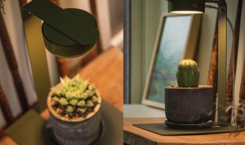 日光燈種植植物