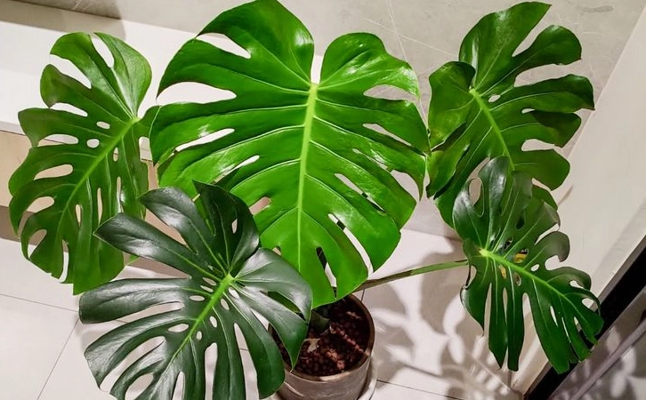 懶人植物 懶人植物