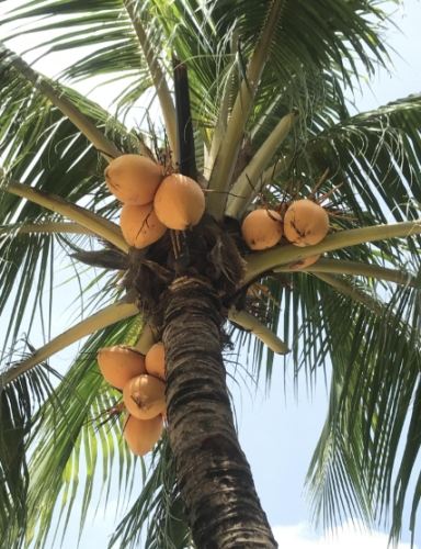 景觀椰子樹 景觀椰子樹