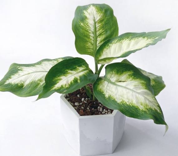 白玉黛粉葉種植 白玉黛粉葉種植