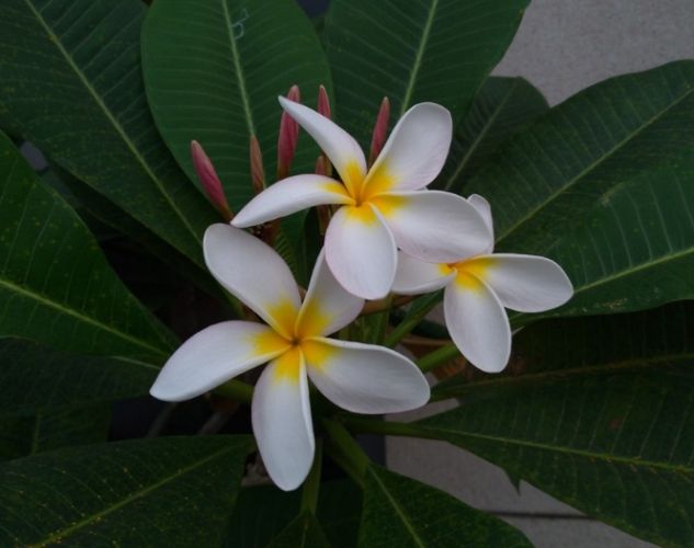 雞蛋花水培方法