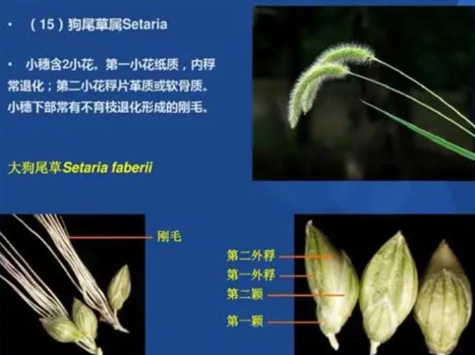 莎草科禾本科区别 莎草科禾本科区别