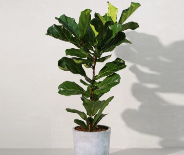 琴葉榕爛根處理