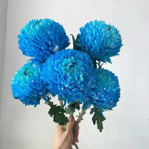 牡丹菊常見問題 牡丹菊常見問題