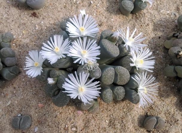 盆栽排水不織布 盆栽排水不織布