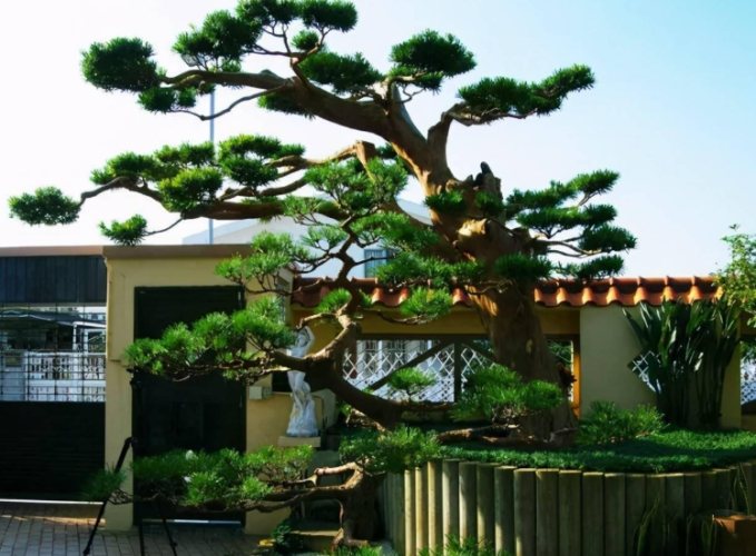 庭院樹種植 庭院樹種植