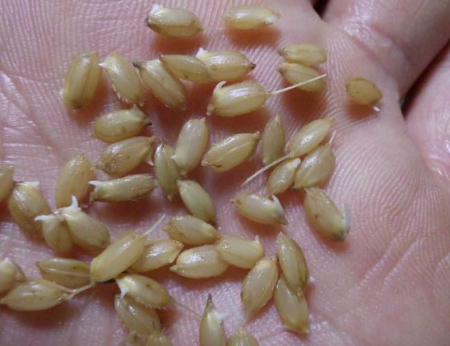 種子發芽後照顧 種子發芽後照顧