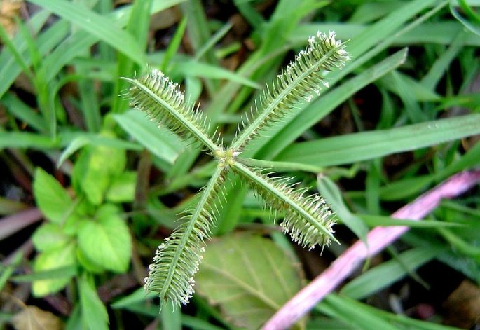 龍爪植物病蟲害
