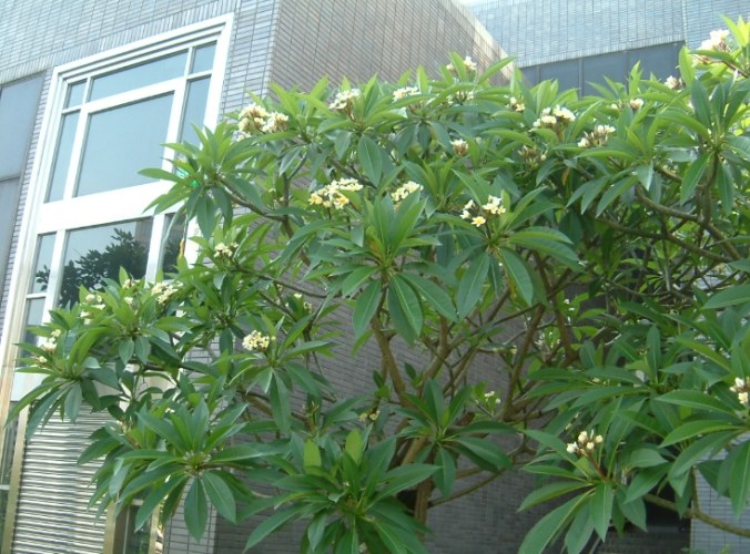 雞蛋花栽培技巧