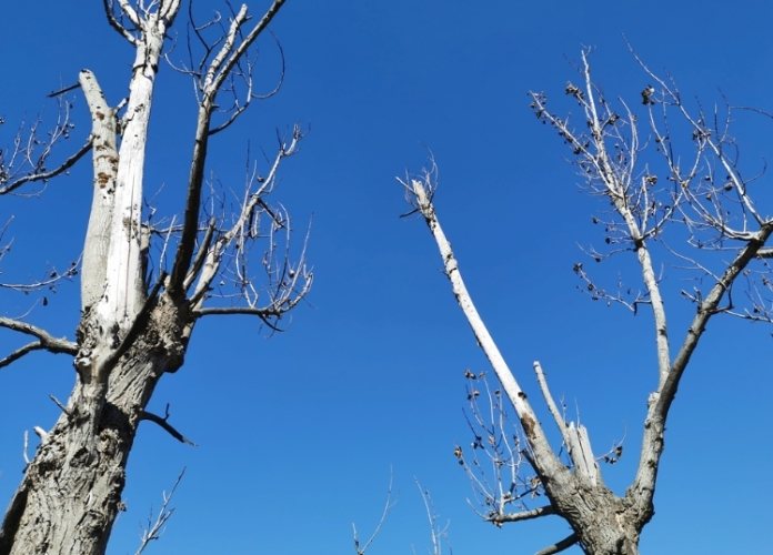 枯樹危險 枯樹危險