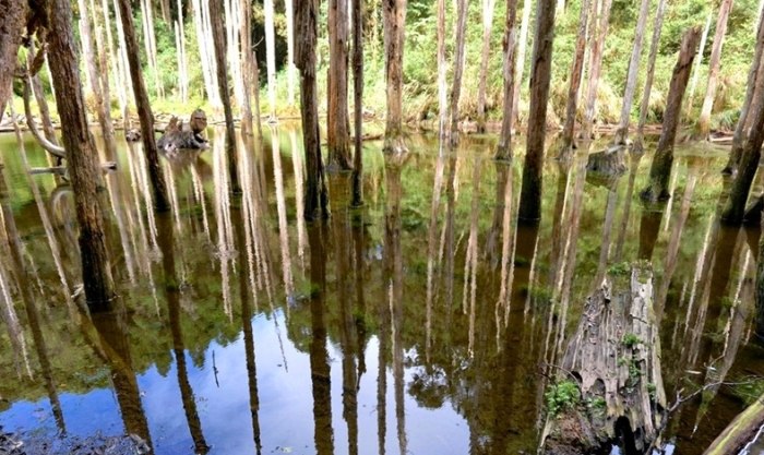 忘憂森林步道難度