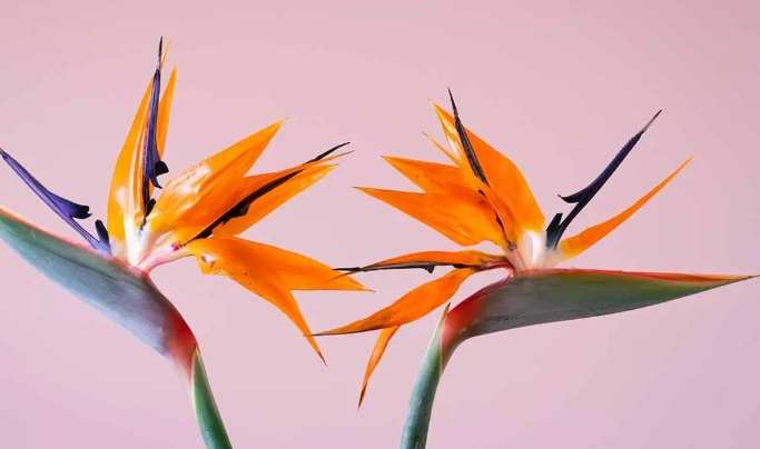 天堂鳥植物 種植